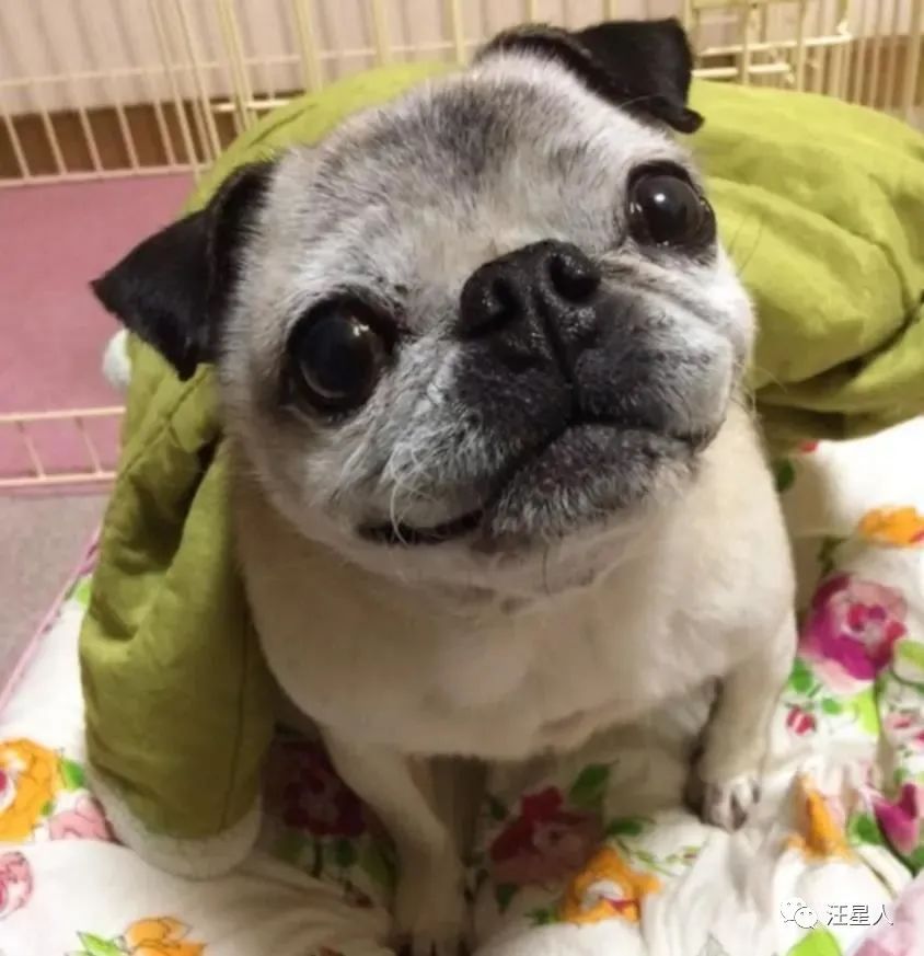 为什么狗子小时候都是肉滚滚的,狗子小时候和长大后的毛质不一样