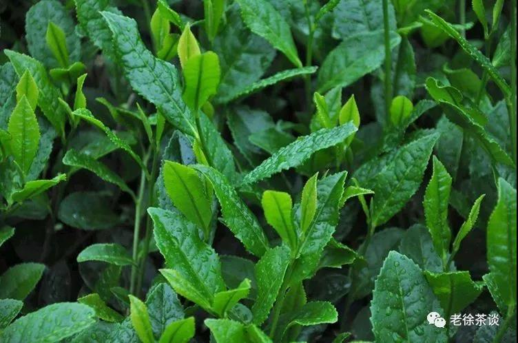 各种大红袍，傻傻分不清？