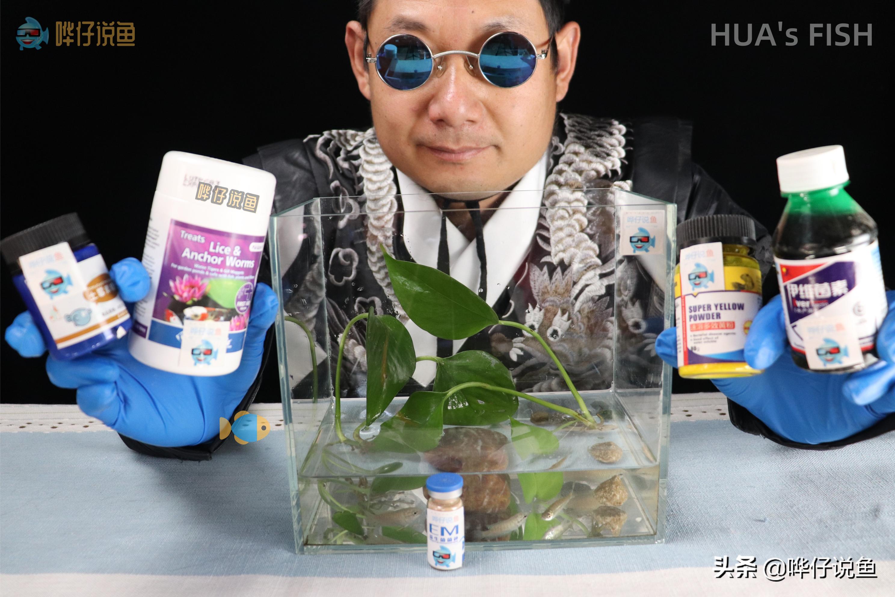 河里抓的小鱼能和观赏鱼混养吗,野外鱼和观赏鱼混养会死吗