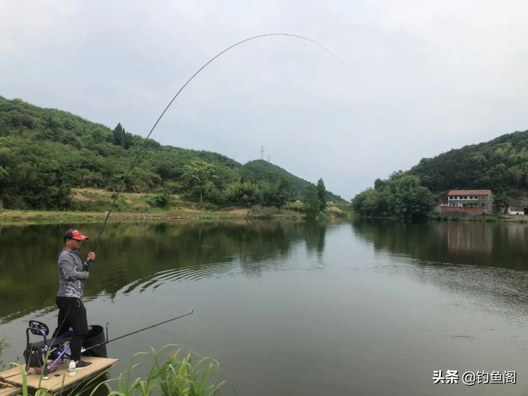 钓鲢鳙忽上忽下怎么办,钓鲢鳙上下浮动该怎么抓口
