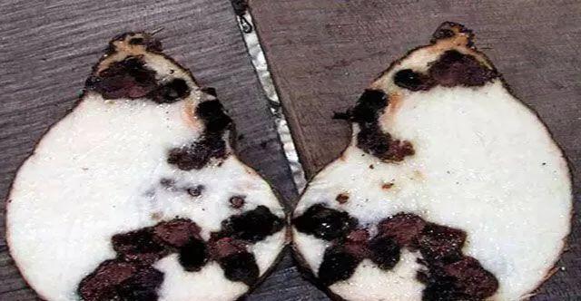 马铃薯这几种病害你都会认吗?认清了以后教你怎么治!(二)