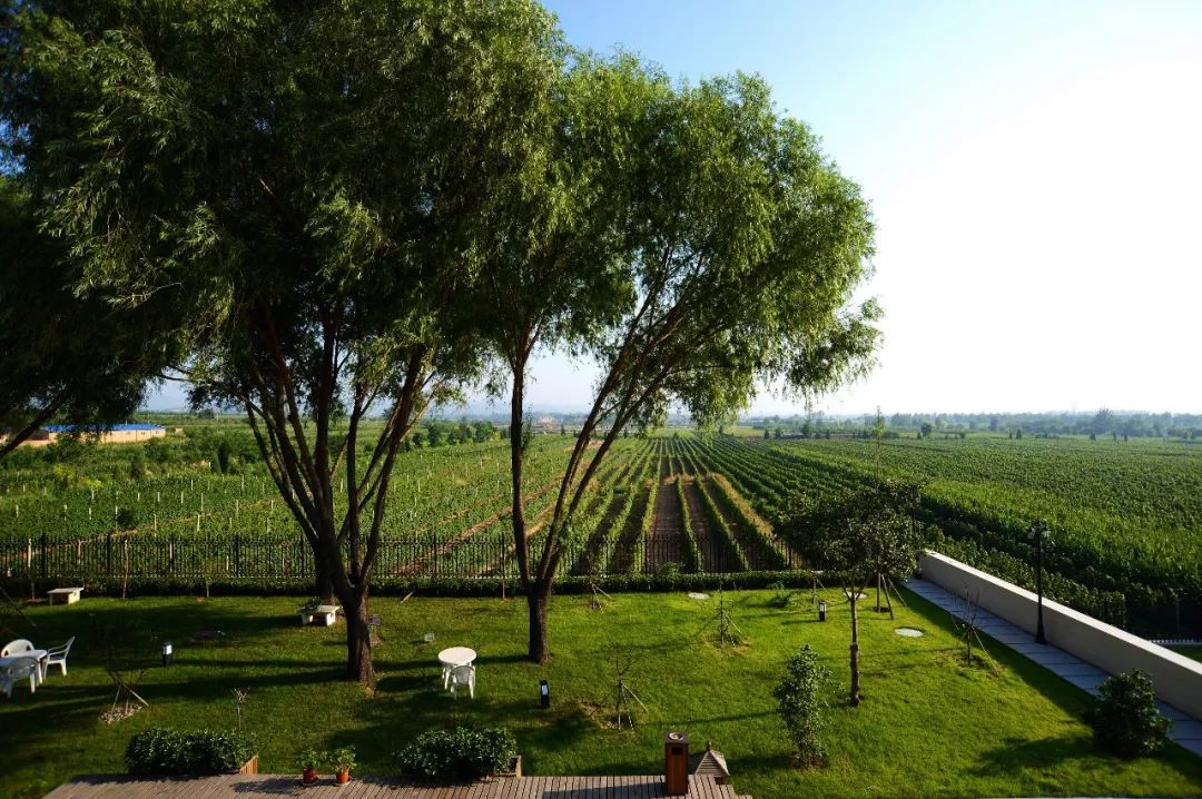 1300棵葡萄树被砍,砍掉1500亩葡萄树后利润