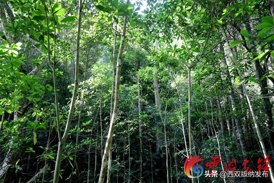 cop15昆明植物园,cop15红河