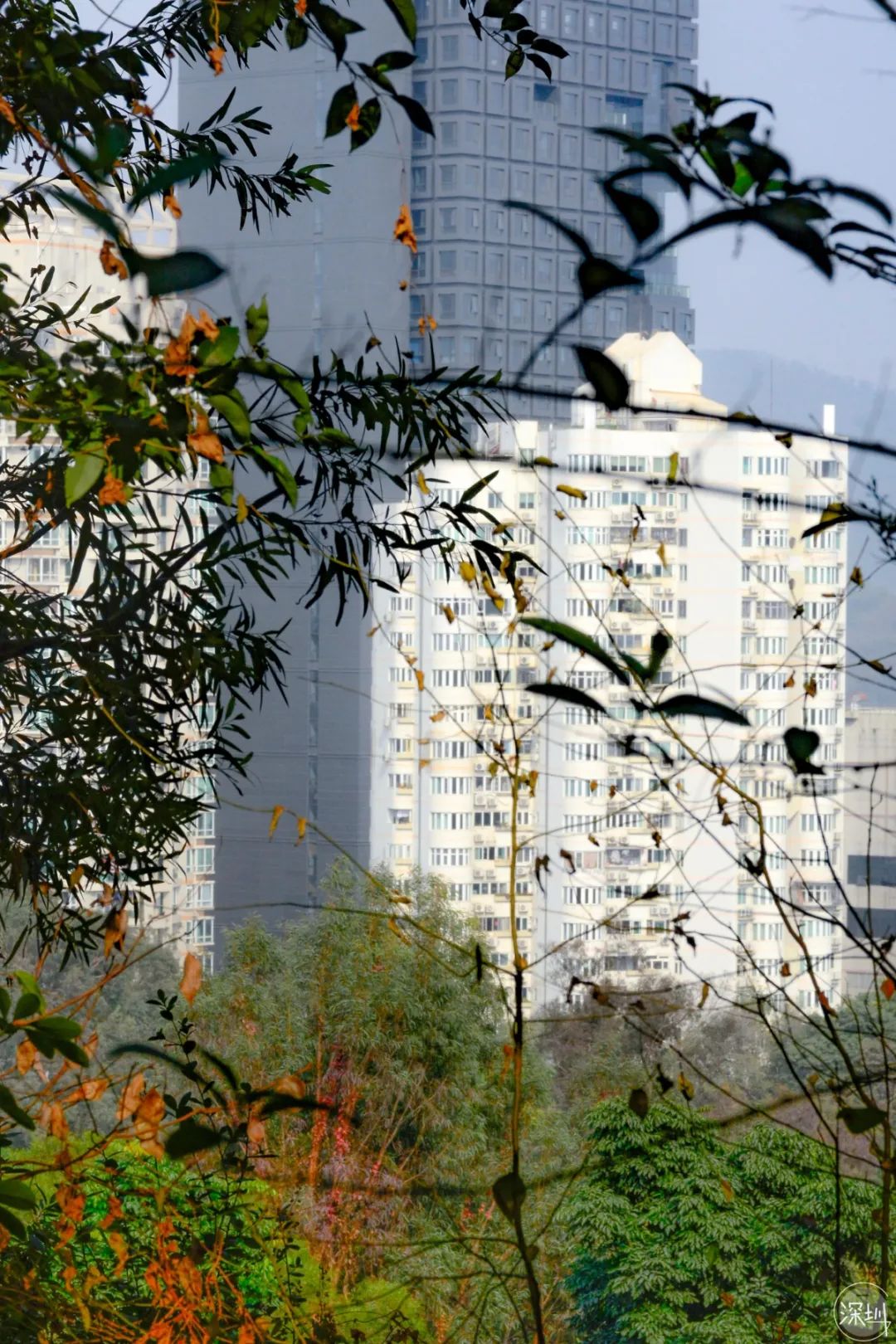 莲花山绿了没,莲花山红色景点有哪些