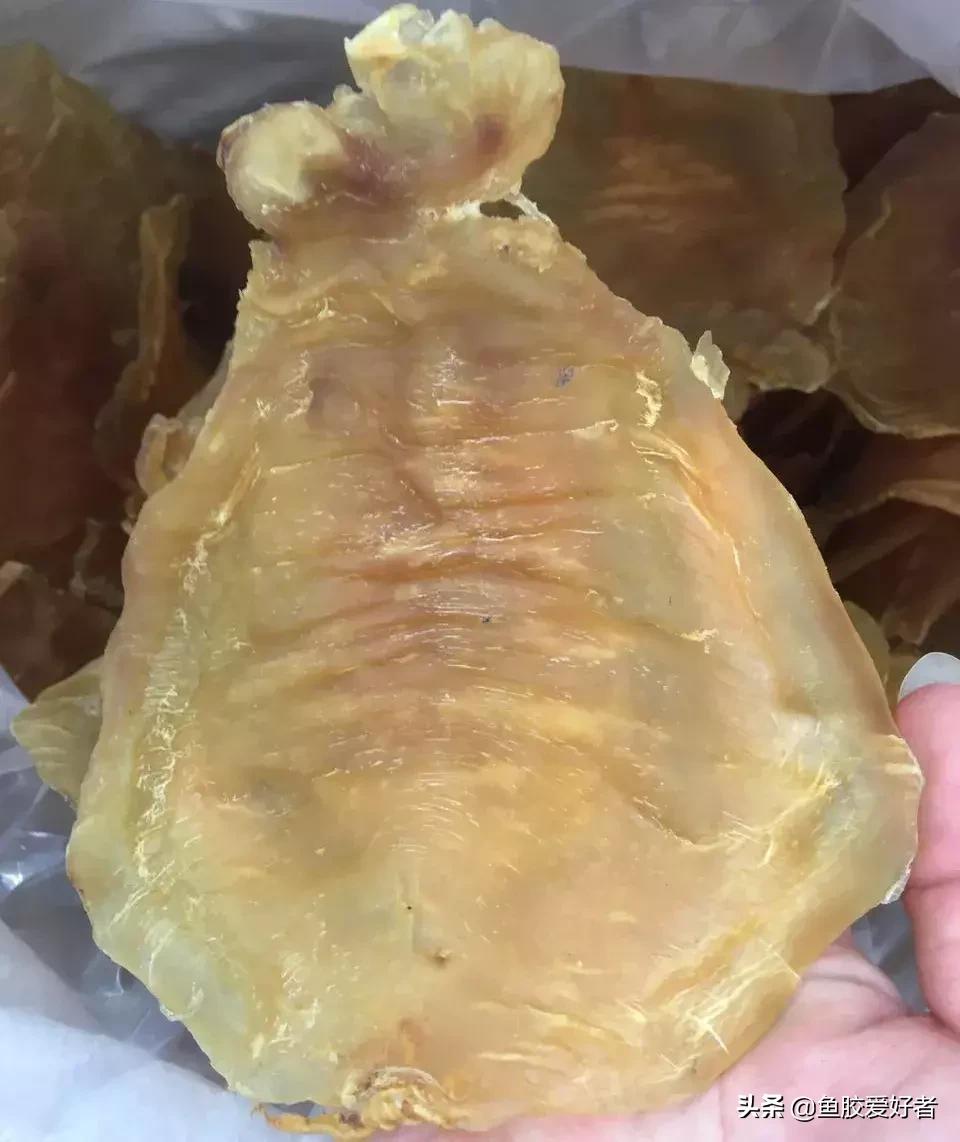 五大顶级鱼胶赤嘴鳘鱼胶,五大赤嘴鱼胶