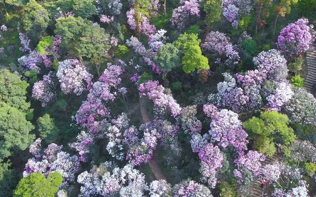 深圳花海公园地址在哪里,深圳中心河公园花海