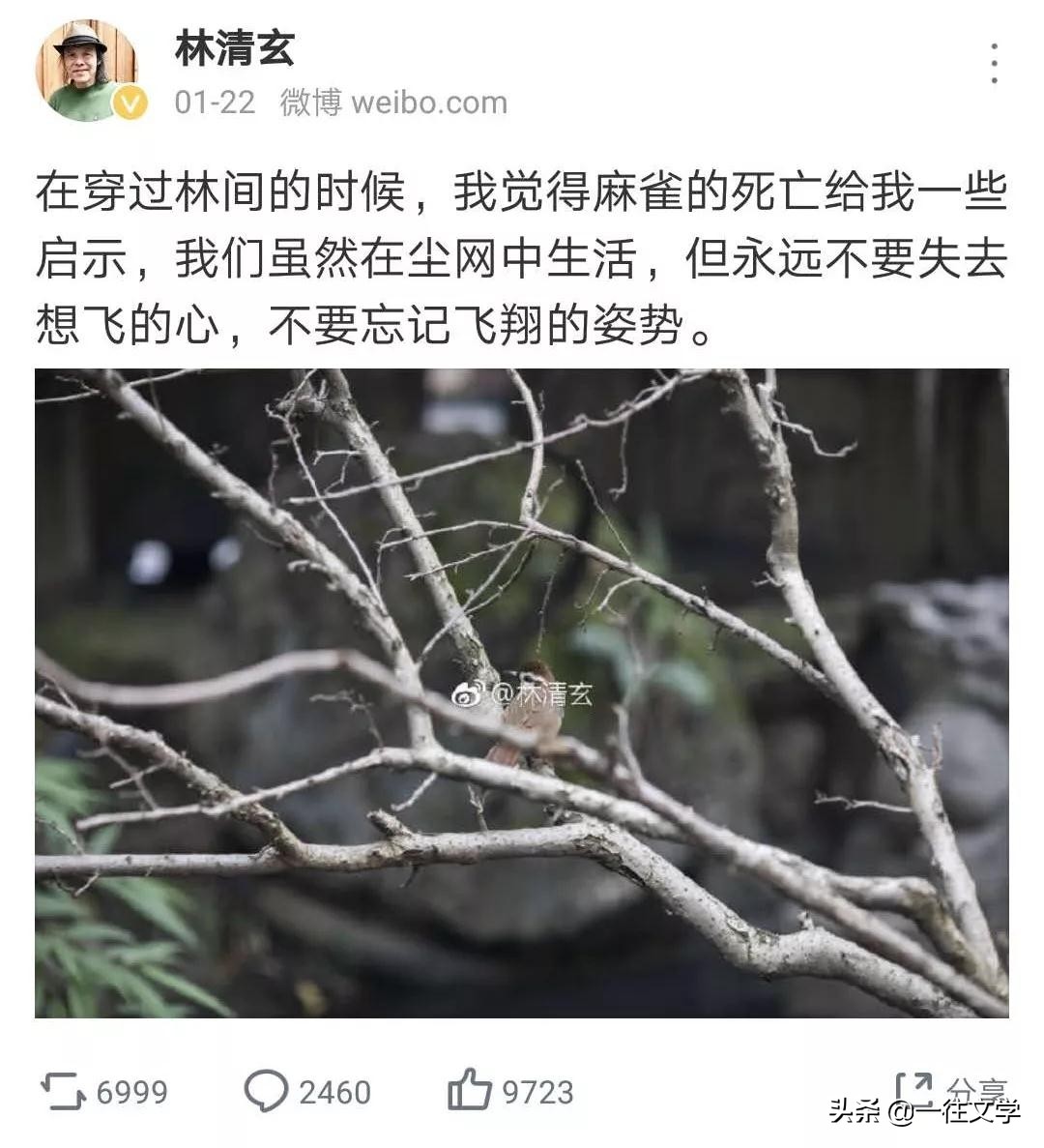 林清玄不要忘了飞翔的姿势,林清玄代替我们走茫茫的夜路