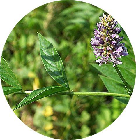 张歆艺半个月瘦20斤吃的什么东西,张歆艺20天瘦15斤的方法