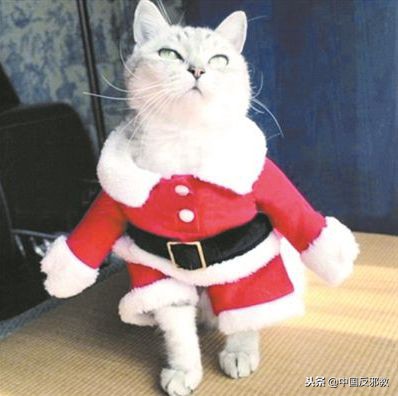 疯了!为了能和中国人一起干这事儿,老外们绞尽脑汁甚至组团去白宫*愿请**!