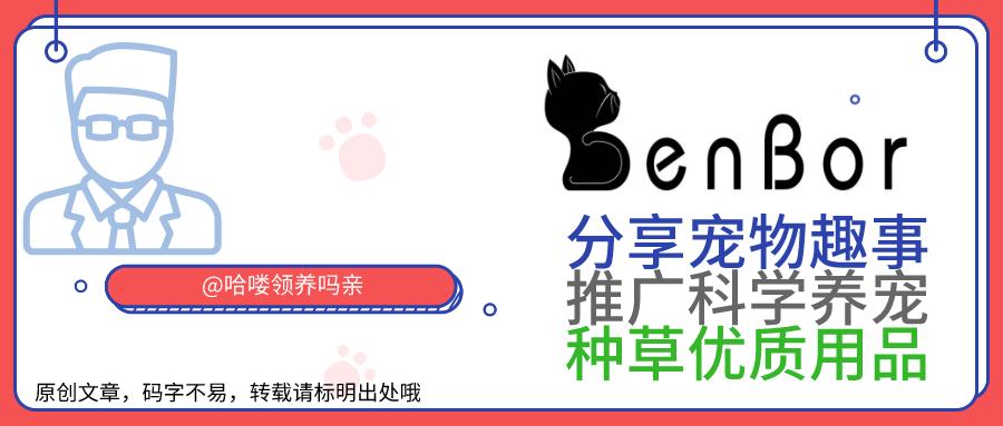 狗狗如何护牙,狗狗怎么护理狗牙