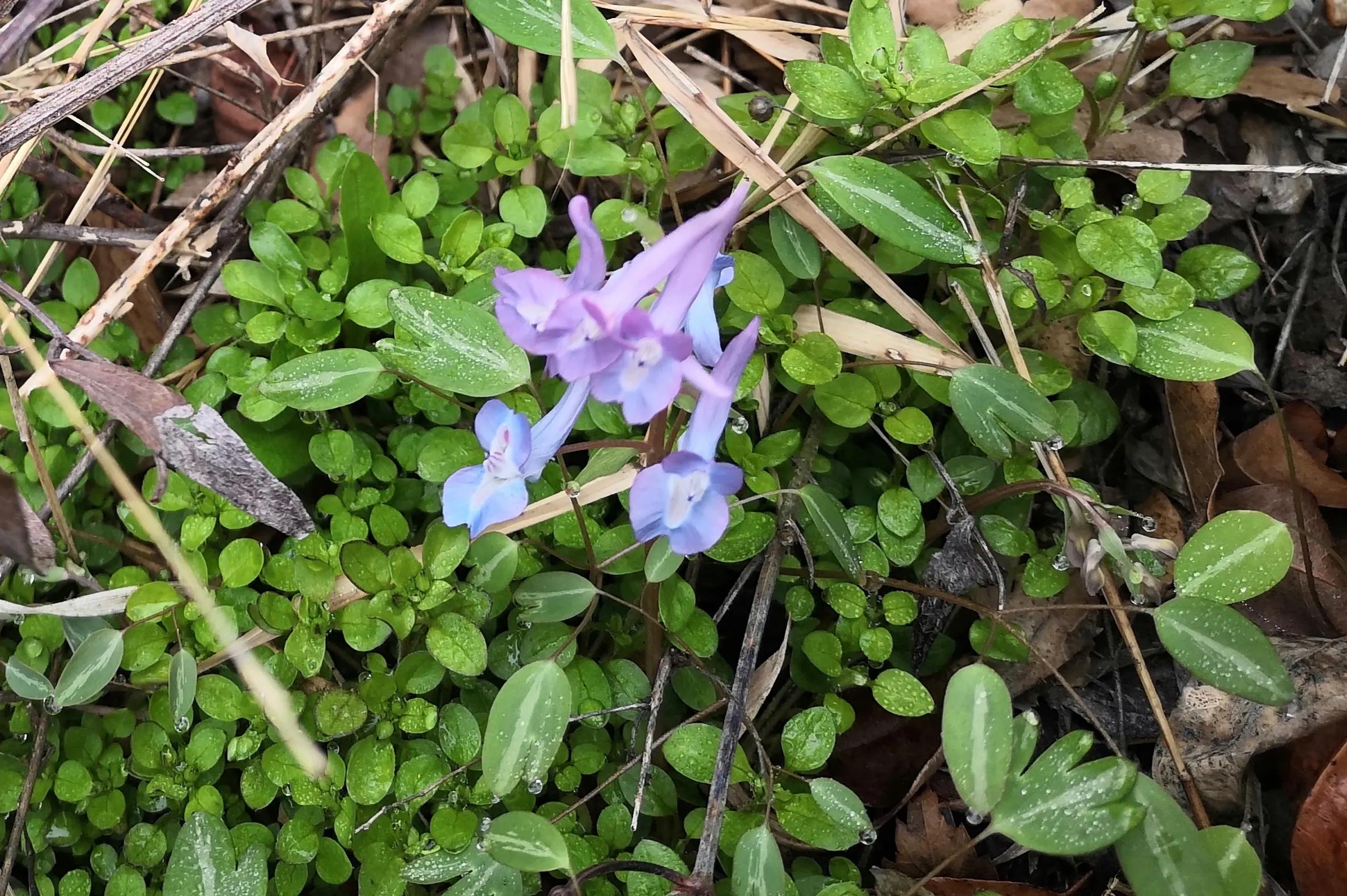 嵩山少林寺旅游攻略一日游,春季嵩山少林寺景区一日游