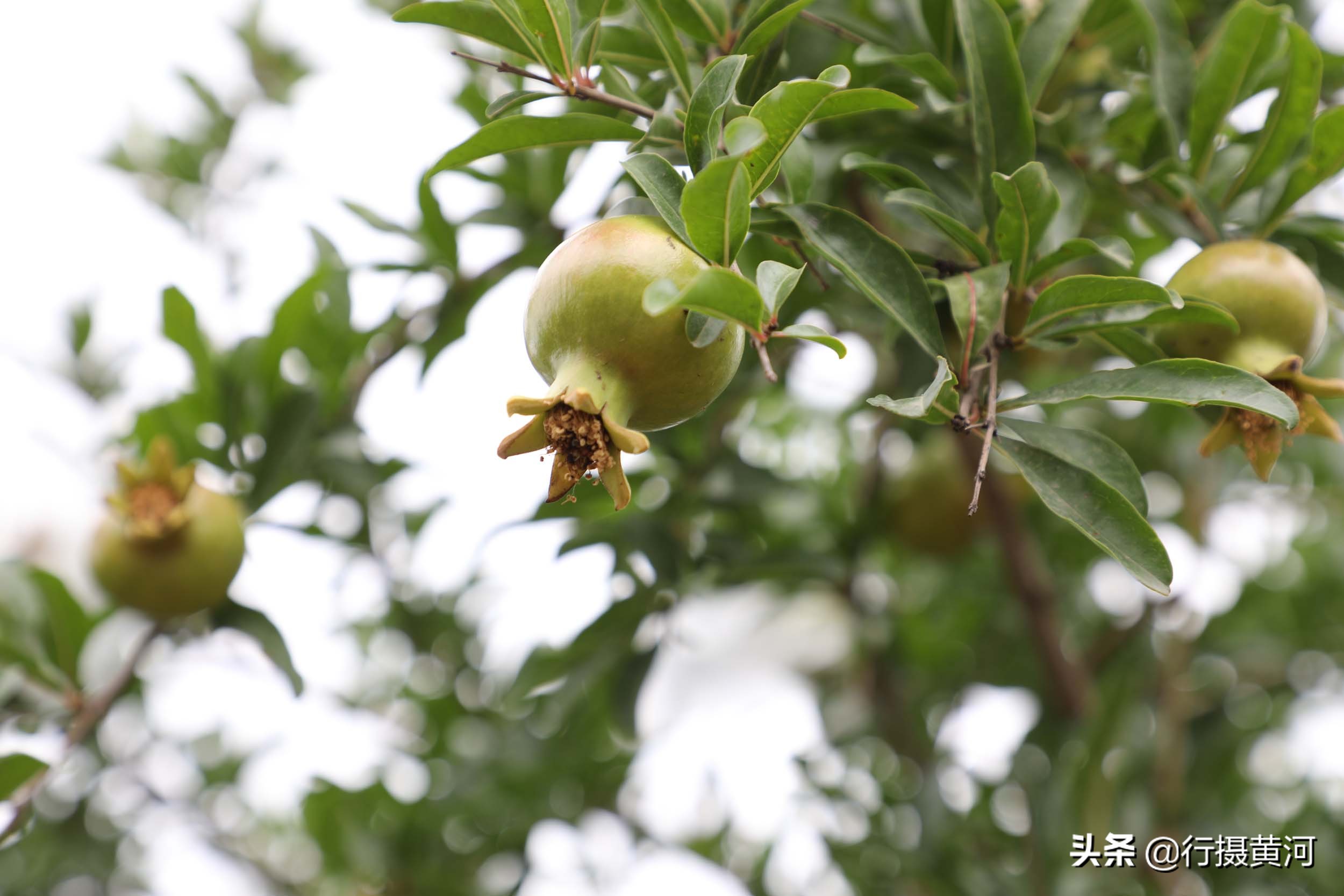儿子娶个广东媳妇，生个女孩送回山西，看农村奶奶把孙女养成啥样