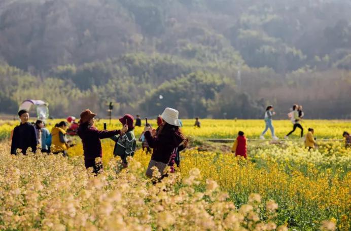 黄山踏青油菜花图片,黄山油菜花景观进入最佳观赏期