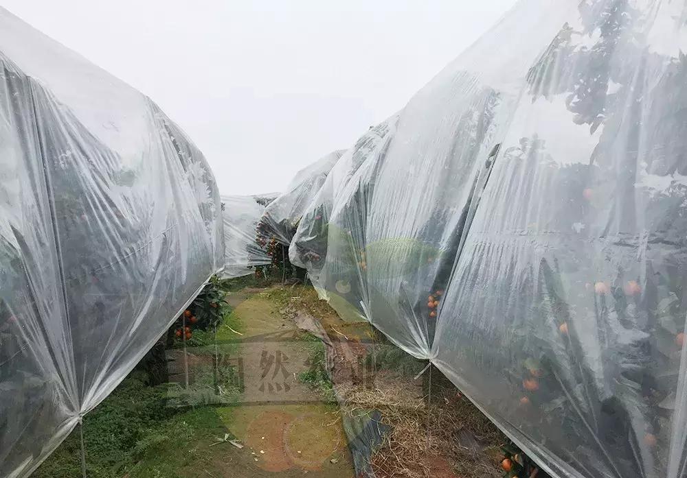 金秋砂糖桔砧木用什么好,香橙和枳壳砧木嫁接沃柑哪个更好