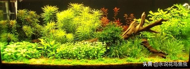 t5灯管适合鱼缸养水草用吗,水草缸t5灯管如何配置