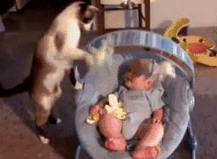 看到自家猫心情都会很好,这样的猫你会想养一只吗