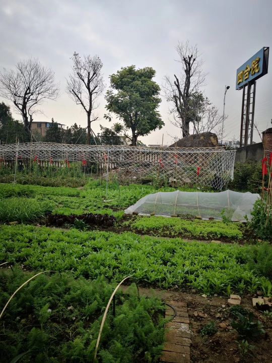 疆新,新疆番茄红素来了解一下