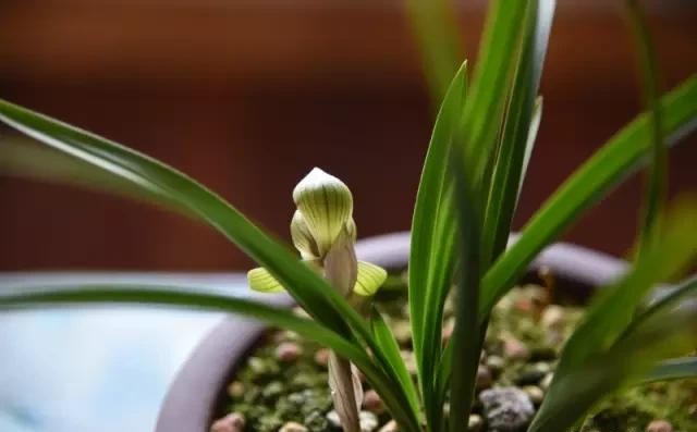 每日一品栏目,每日一品七律