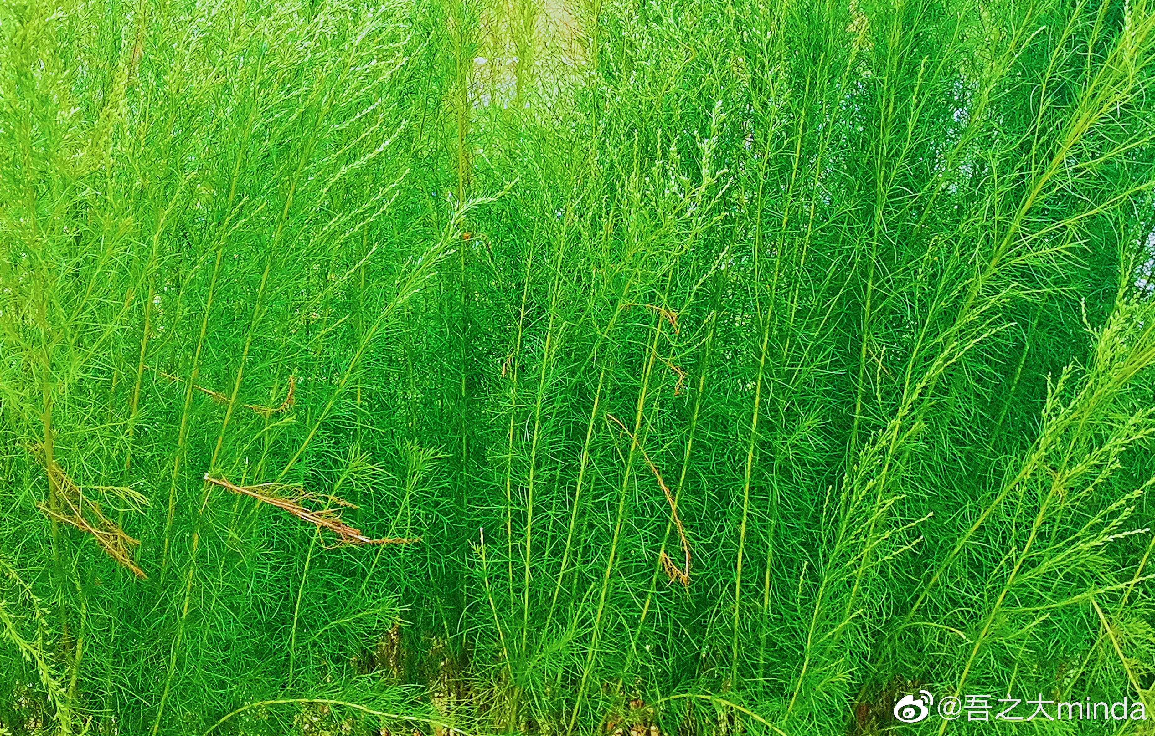 梧桐山下幽径,梧桐山下清风明月