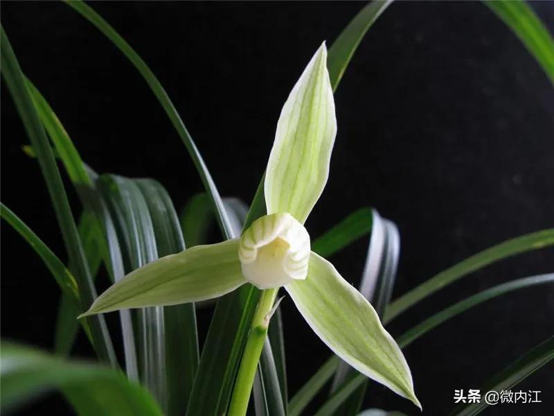 花中珍品!内江这朵花不一般,连*德朱**都很喜欢——