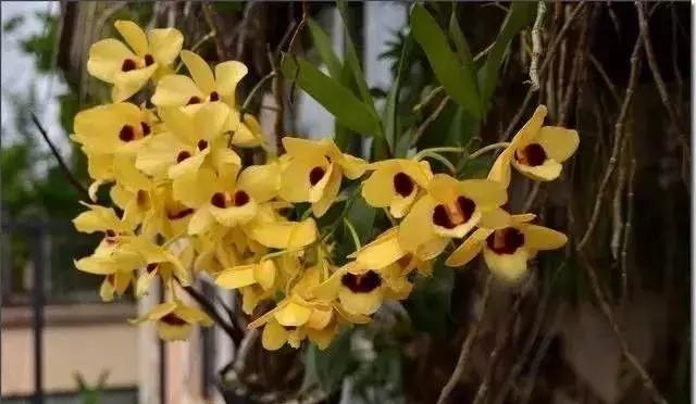 五种最具欣赏价值的兰花,欣赏史上最全的兰花