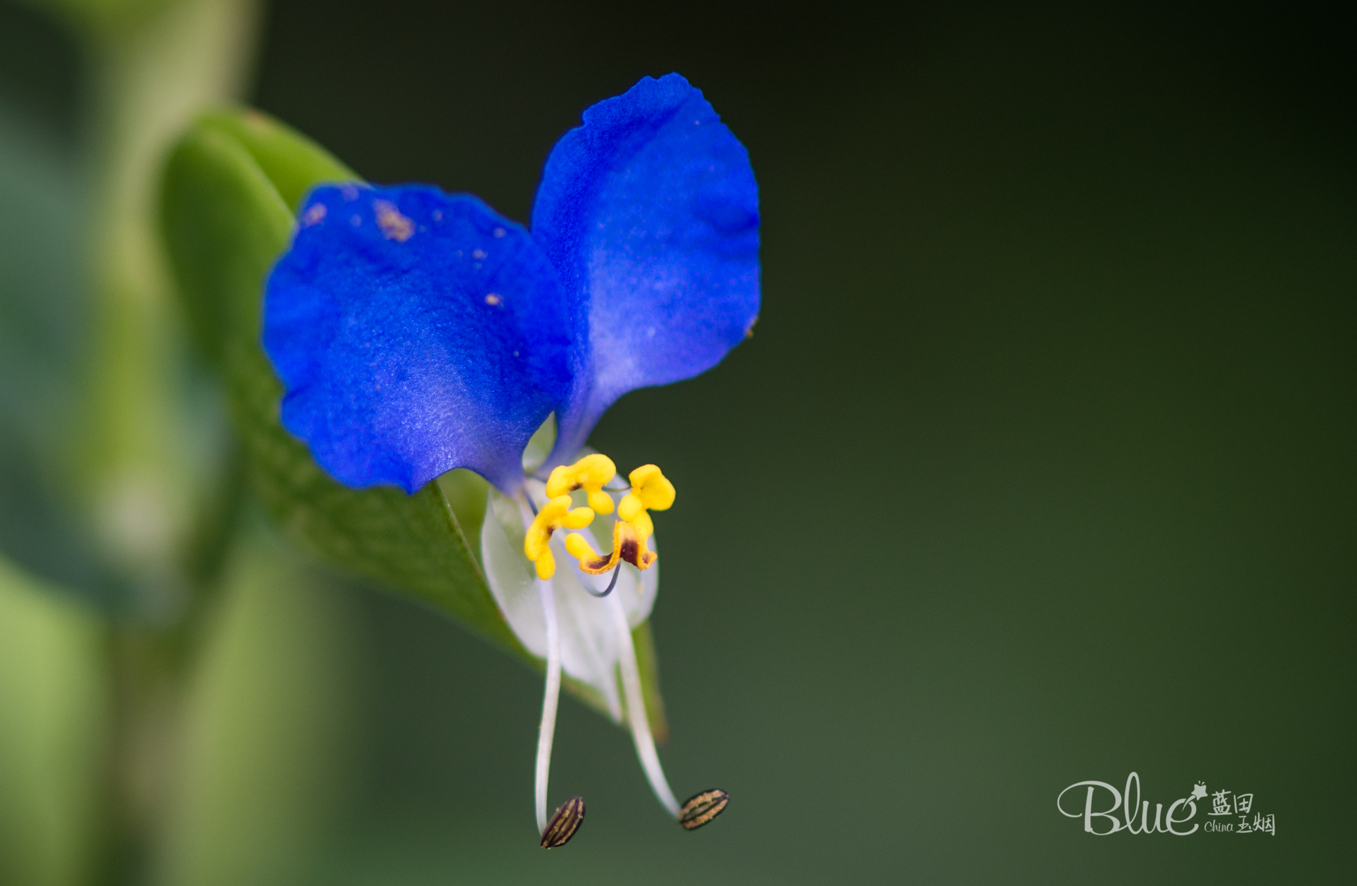 连云港著名景点花果山的传说,连云港的花果山景区