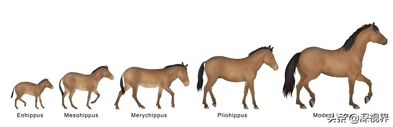 人类进化论为什么有20万年空白,人类进化史出现了20万年的断层