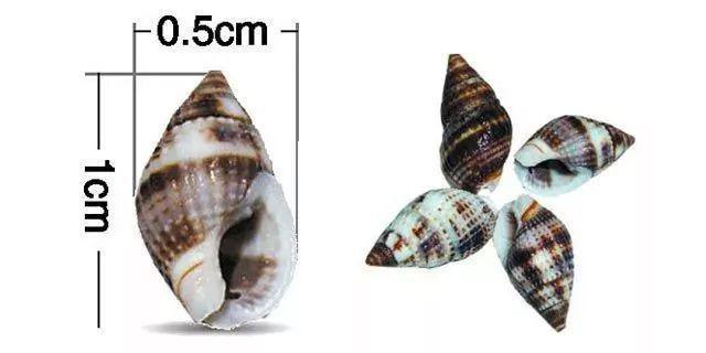 一颗小螺,可要人性命,比河豚鱼还毒,大家千万不要尝