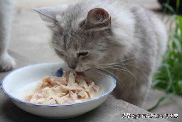 猫粮猫条猫罐头哪种好,主食猫罐头和猫粮选哪个