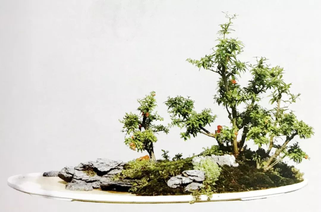 水旱树石盆景图片,什么树石盆景最好