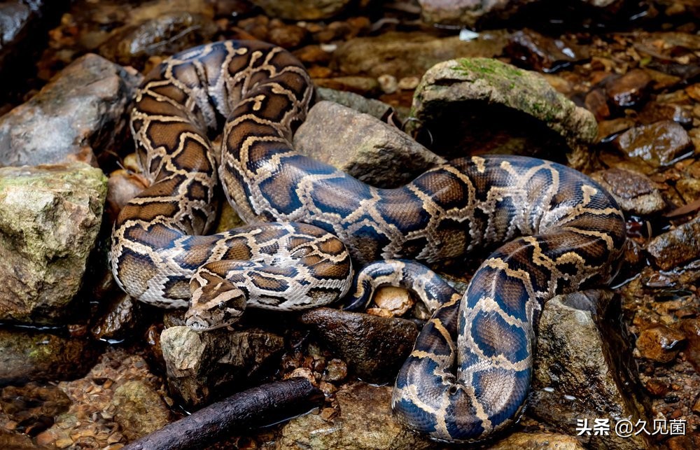 40万只缅甸蟒肆虐美国，放肆绞杀本地物种，美国人试图将其吃光