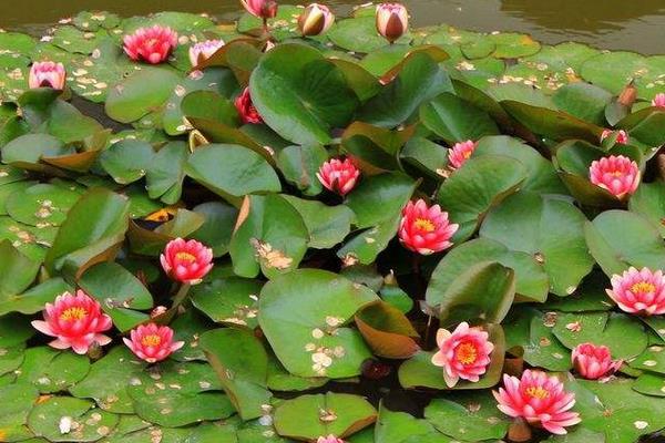 睡莲为啥叫睡莲,睡莲为什么叫睡莲是很爱睡觉吗