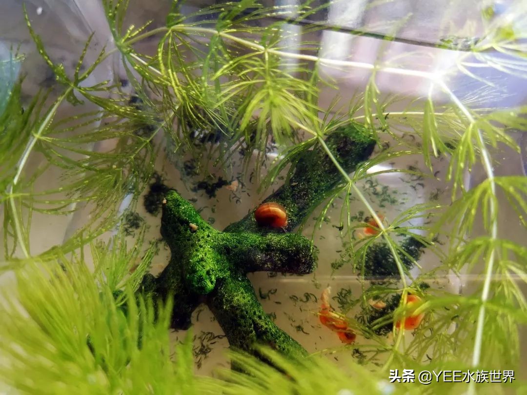鱼缸过滤长螺怎么处理,鱼缸爆藻用什么过滤好