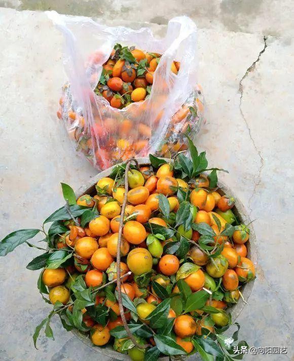 金弹子不嫁接雌雄同株,金弹子新苗分公母