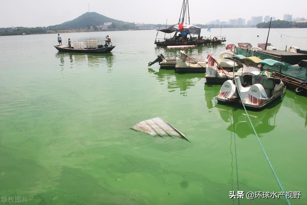 养殖遇到霉变饲料怎么办,养殖后期浓绿藻如何处理