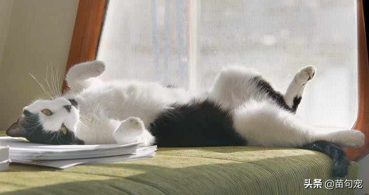 猫咪乳腺癌的症状表现,猫咪乳腺癌特效药