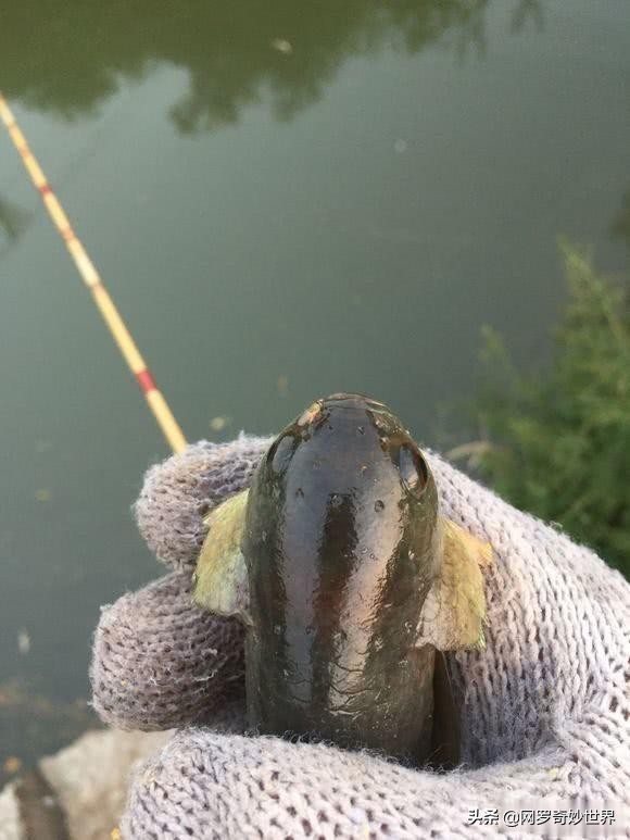 蛇皮鱼泛滥成灾,赣州野生蛇皮鱼