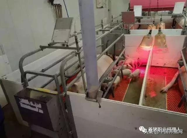 猪场产房管理十大方法,母猪产房管理