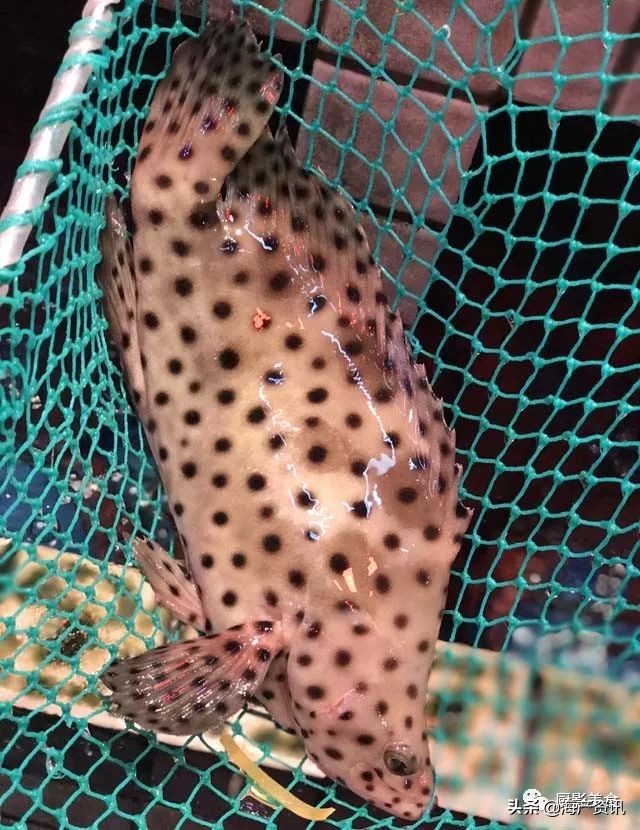 这些外形奇葩而味道超级赞的海鲜,广东十大硬核海鲜品种