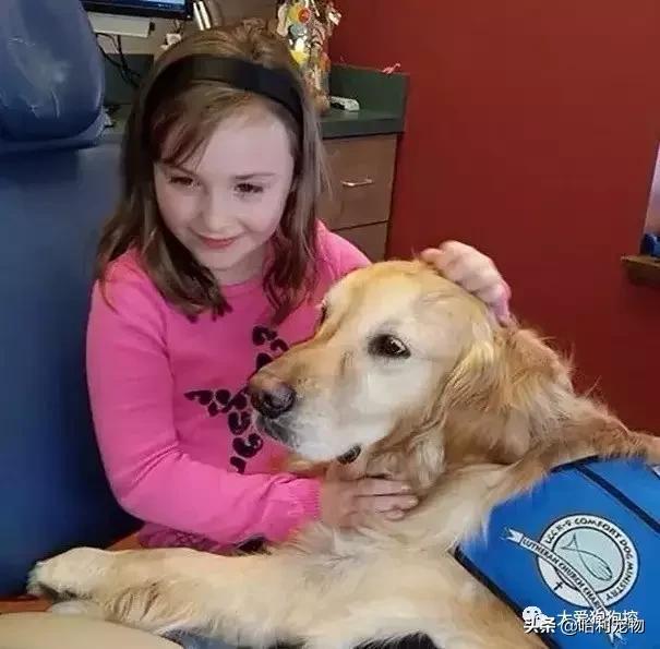 金毛犬聪明吗,德国牧羊犬聪明还是金毛犬聪明