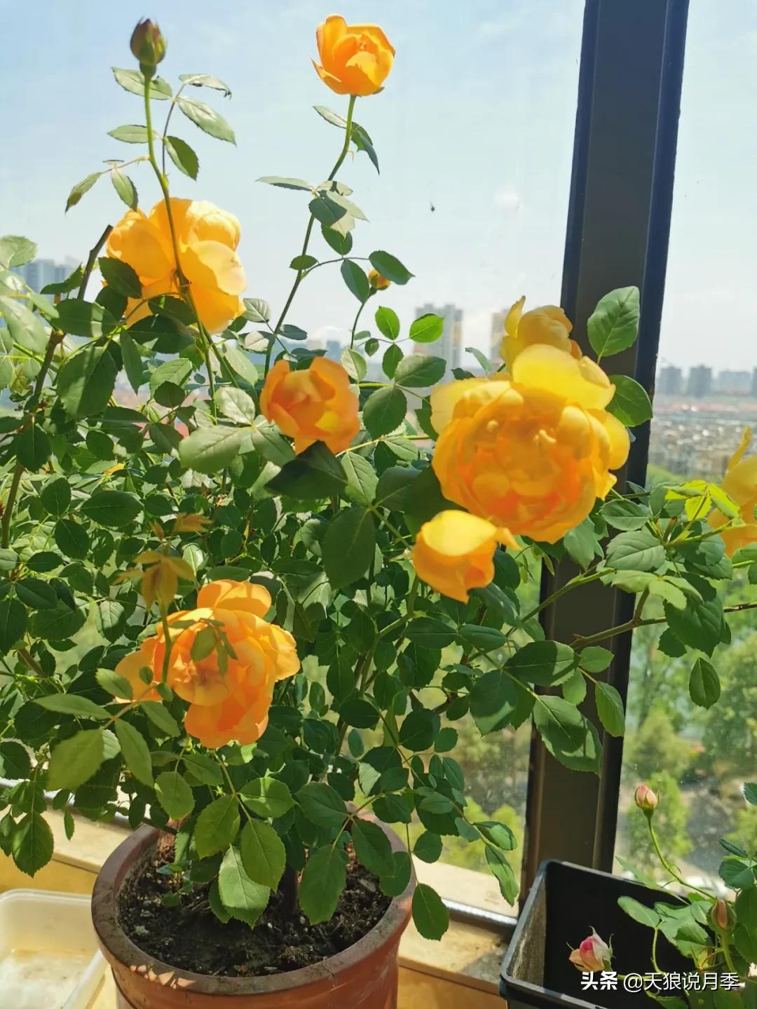 月季花是时候展现真正的技术了 (开春的第一波月季花就这么过去了)