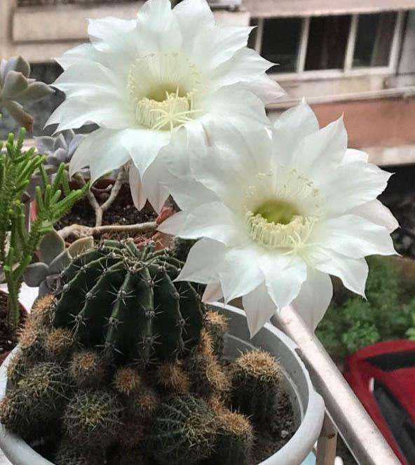 148个仙人球品种大全,100个仙人球品种