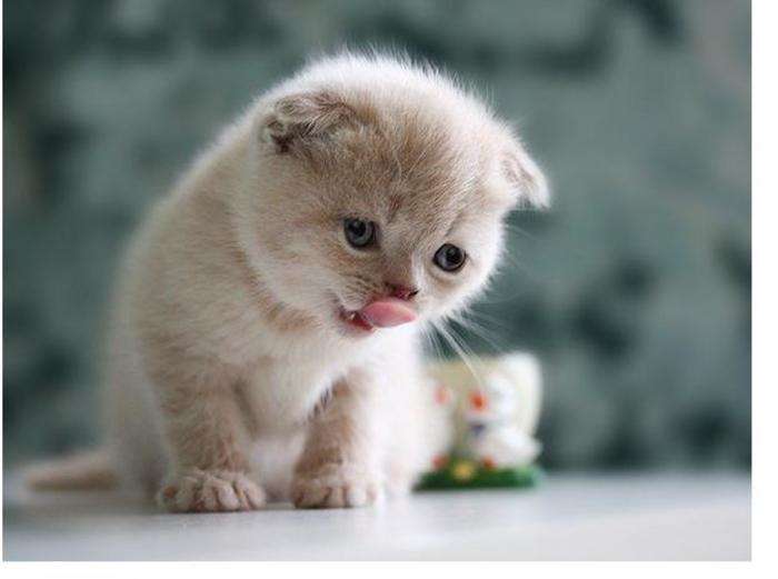 猫白内障怎么治疗最有效,猫白内障能治好吗