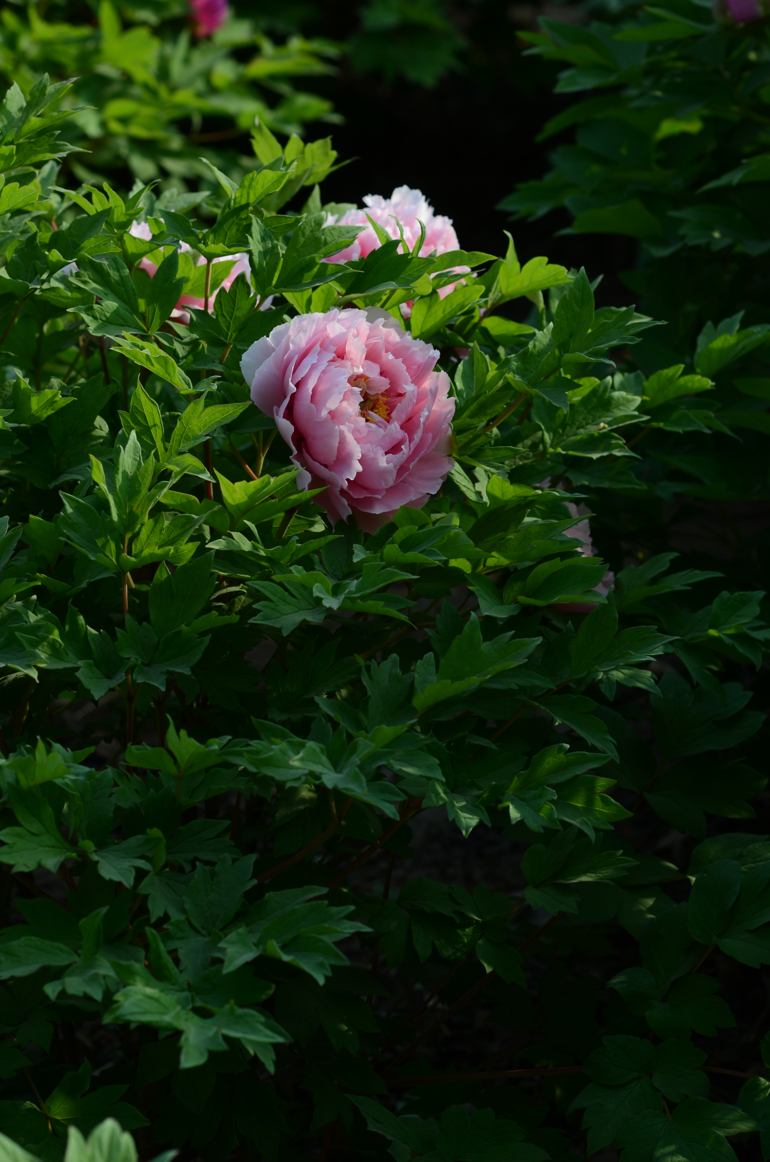 人像风景定焦镜头推荐,人像镜头拍花