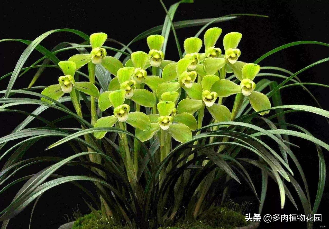 中国四大名花哪种最好,中国十大名花茶花香味排行榜