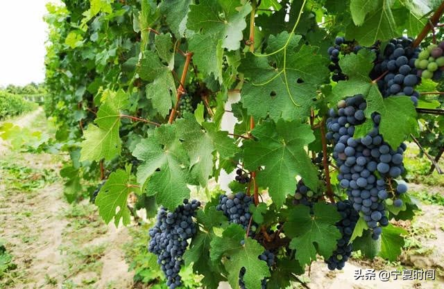 宁夏性价比高的特产现货供应,宁夏的特产有几种分别是哪些