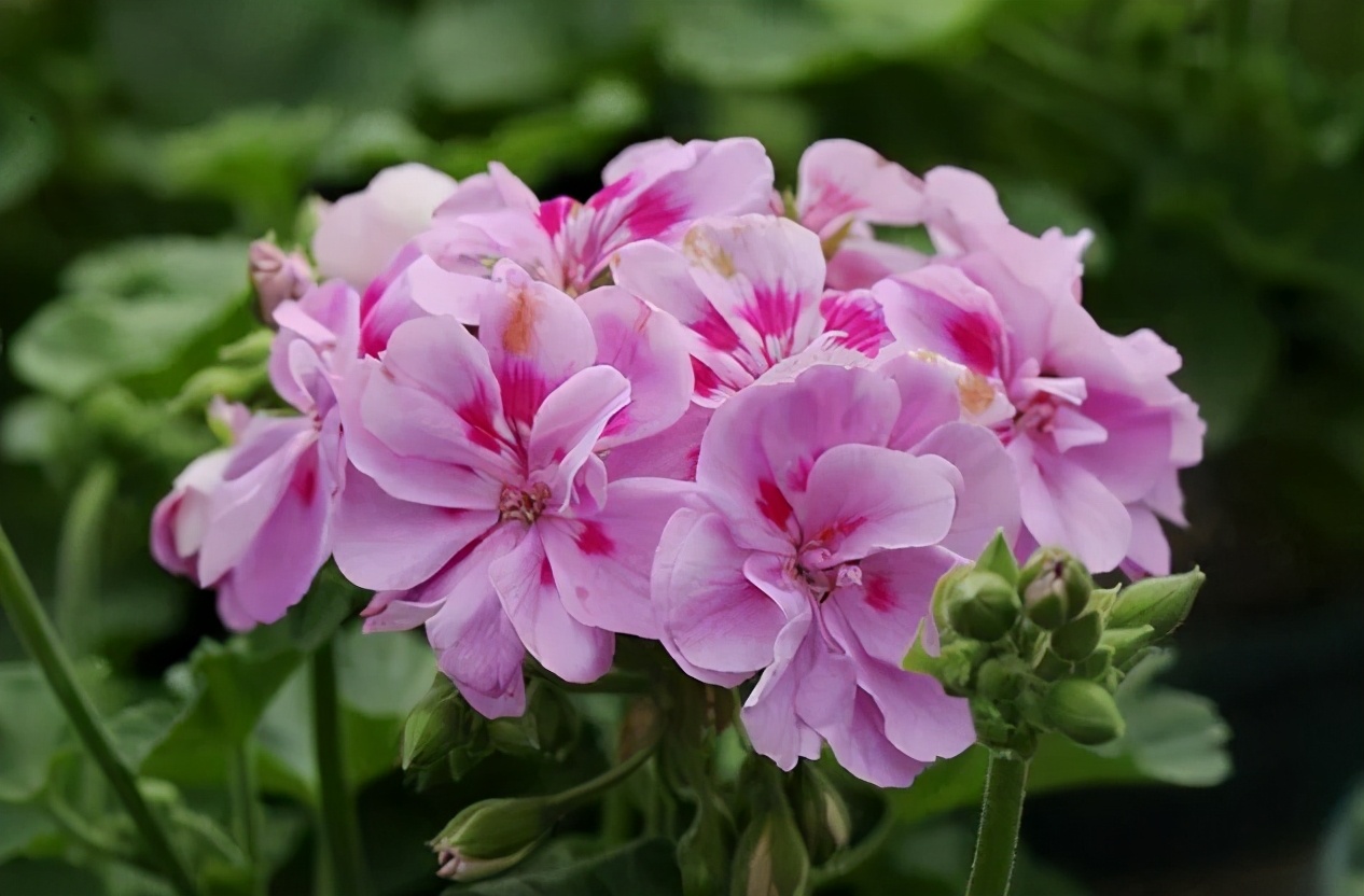 这种花别乱浇水水越多越不开花,这种花不怕冷好养易活