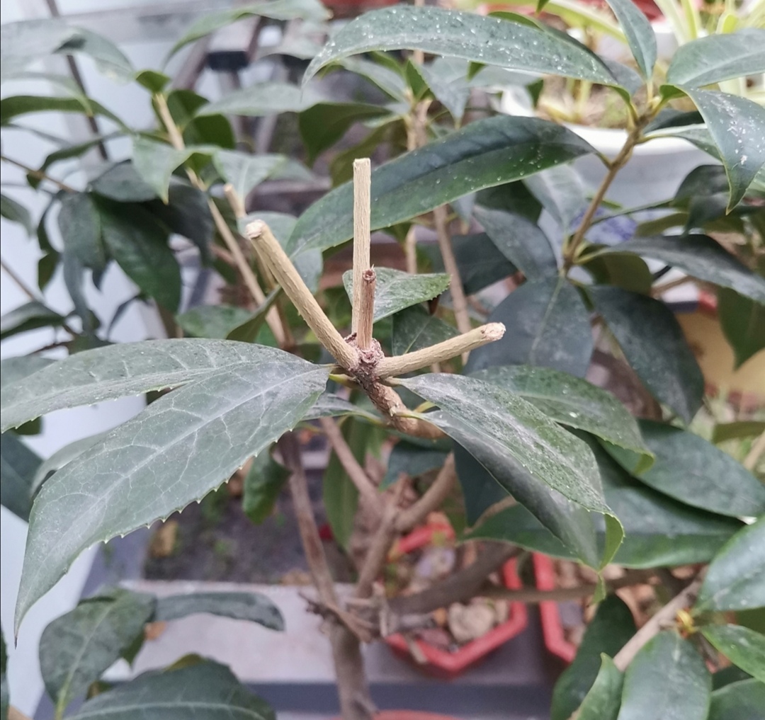 桂花剪枝最佳时间和方法,桂花需要剪枝吗几月份剪好