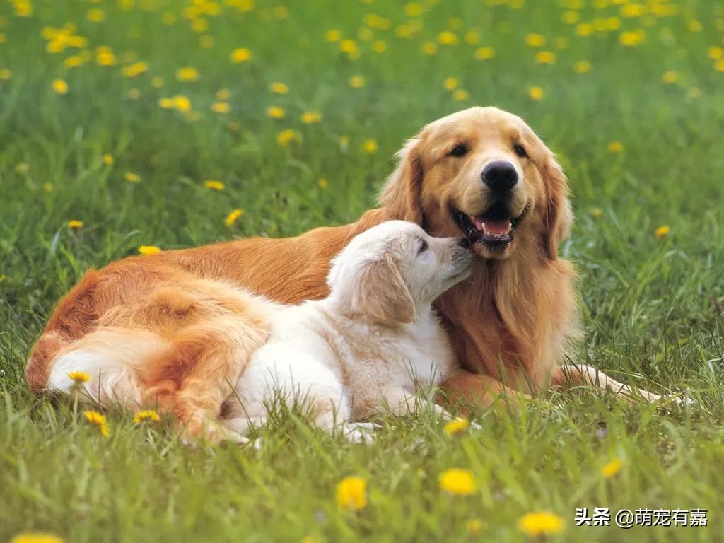 辟谣：生猪肉是旋毛虫的唯一宿主？犬旋毛虫病的发现，预防和治疗