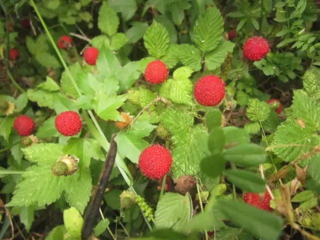 那些常见却叫不上名字的野花野草,常见的野花野草却是农家之宝